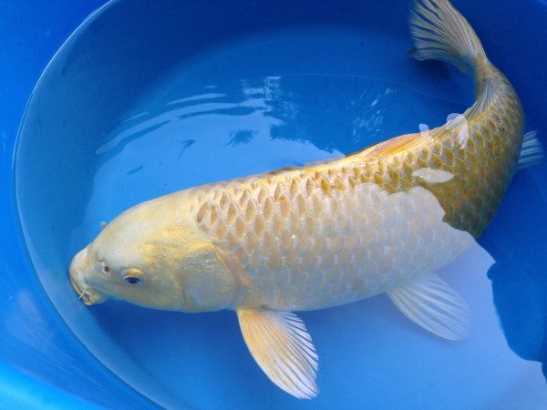 foto nr. 2 van deze Koi Orenji Ogon , 