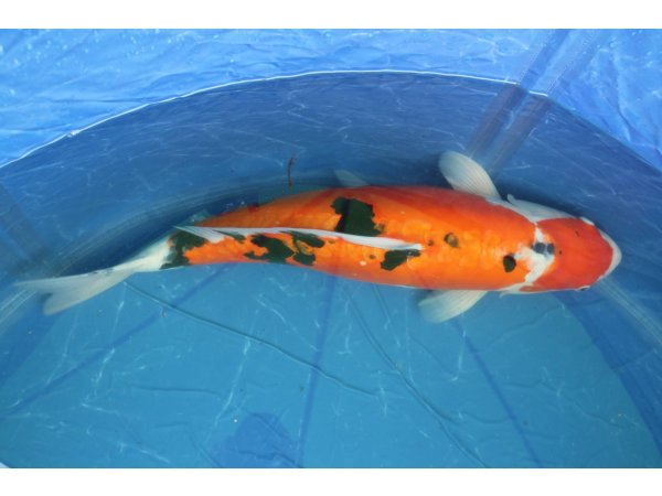 foto nr. 1 van deze Koi Doitsu Showa , 