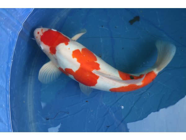 foto nr. 2 van deze Koi Doitsu Kohaku , 
