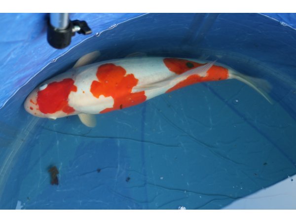 foto nr. 1 van deze Koi Doitsu Kohaku , 