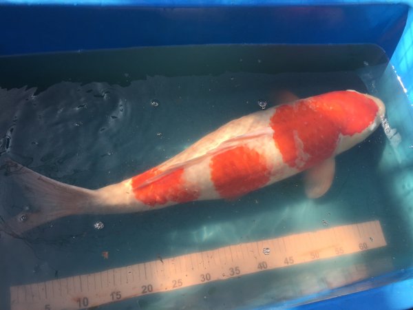 foto nr. 3 van deze Koi Sandan Kohaku , 