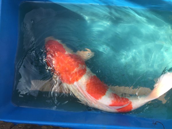 foto nr. 2 van deze Koi Sandan Kohaku , 