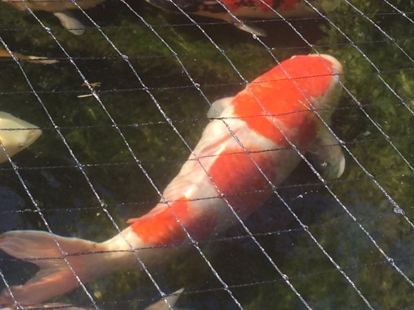 foto nr. 1 van deze Koi Sandan Kohaku , 