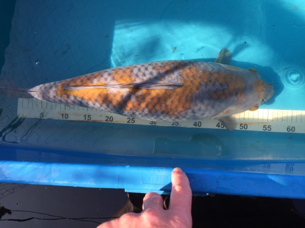 foto nr. 2 van deze Koi Ochiba Shigure , 