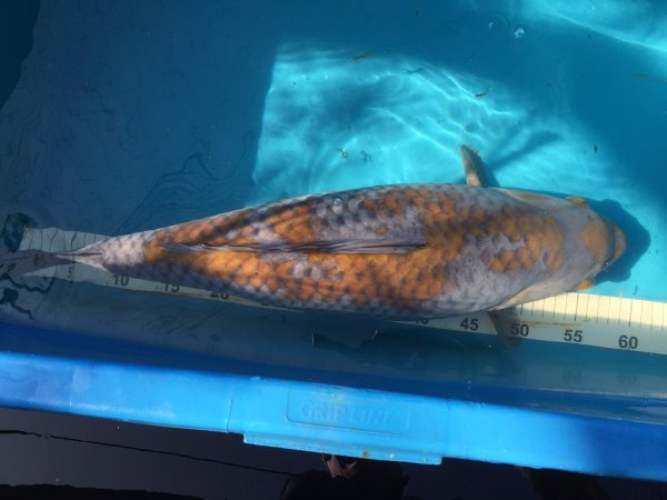 foto nr. 1 van deze Koi Ochiba Shigure , 