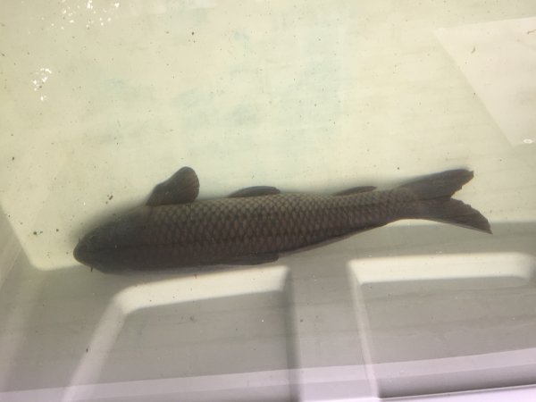 foto nr. 5 van deze Koi Overige , 