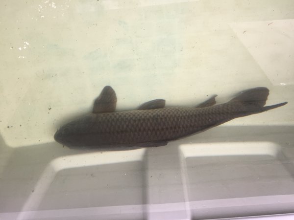 foto nr. 1 van deze Koi Overige , 