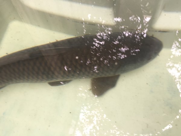 foto nr. 4 van deze Koi Overige , 