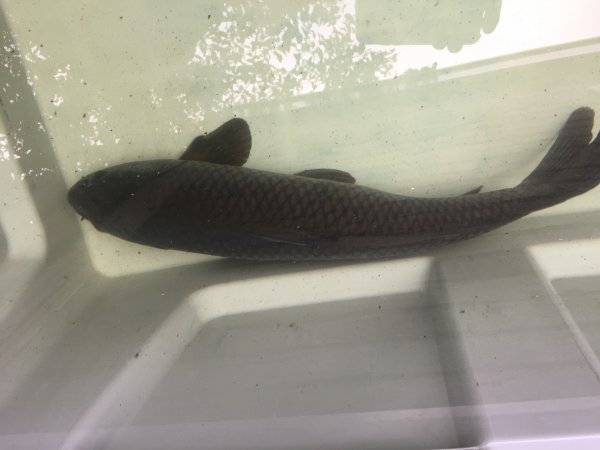 foto nr. 3 van deze Koi Overige , 