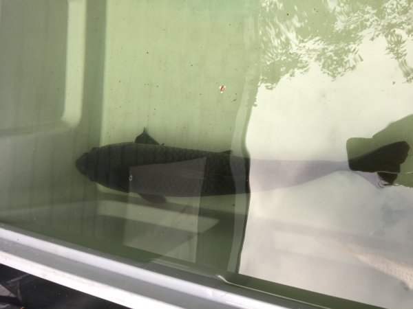 foto nr. 2 van deze Koi Overige , 