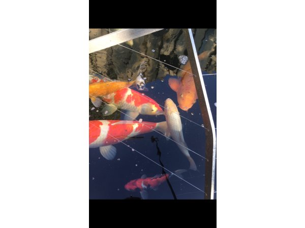 foto nr. 4 van deze Koi Sora Goi , 