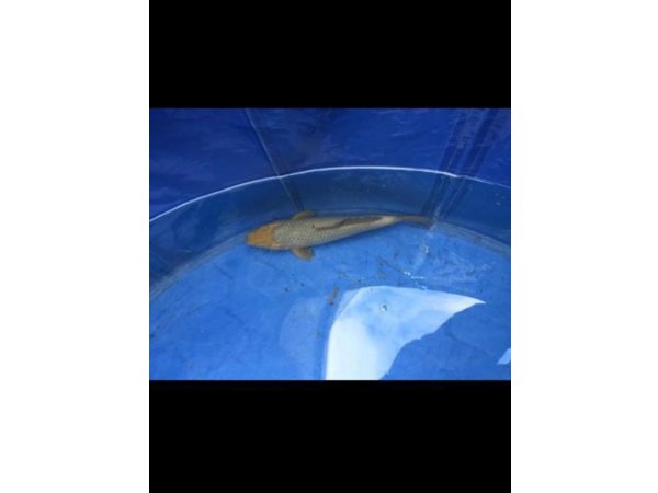 foto nr. 1 van deze Koi Sora Goi , 