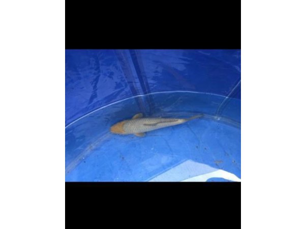 foto nr. 2 van deze Koi Sora Goi , 