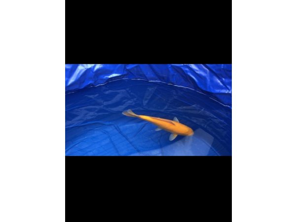 foto nr. 3 van deze Koi Chagoi , 