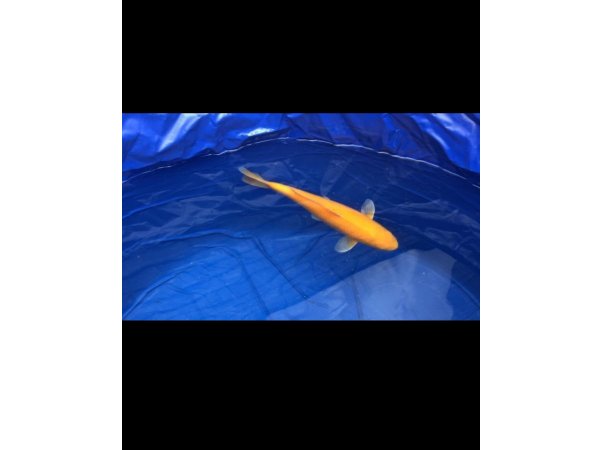 foto nr. 2 van deze Koi Chagoi , 