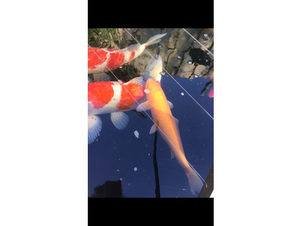 foto nr. 1 van deze Koi Chagoi , 