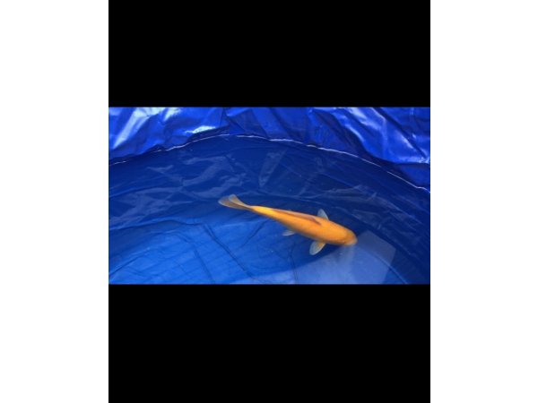 foto nr. 4 van deze Koi Chagoi , 