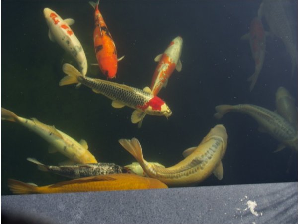 foto nr. 5 van deze Koi Overige , 