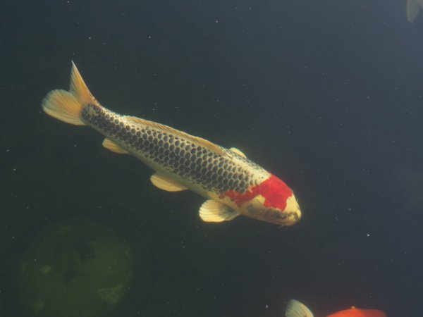 foto nr. 4 van deze Koi Overige , 