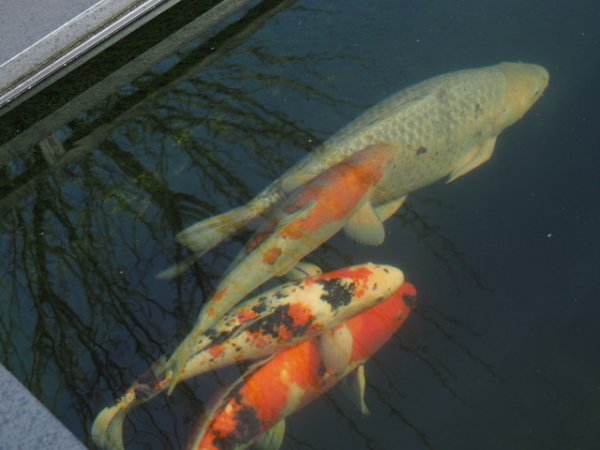 foto nr. 3 van deze Koi Overige , 