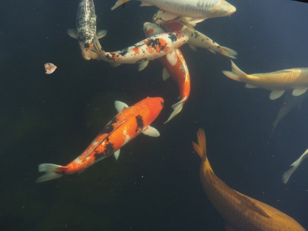 foto nr. 1 van deze Koi Overige , 