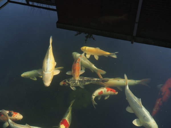 foto nr. 2 van deze Koi Overige , 