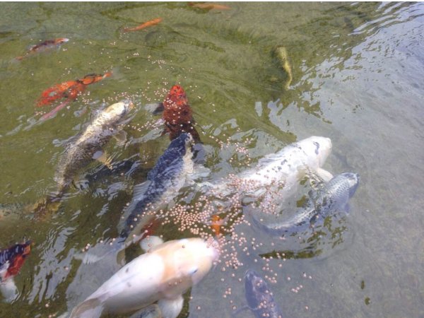 foto nr. 3 van deze Koi Overige , 