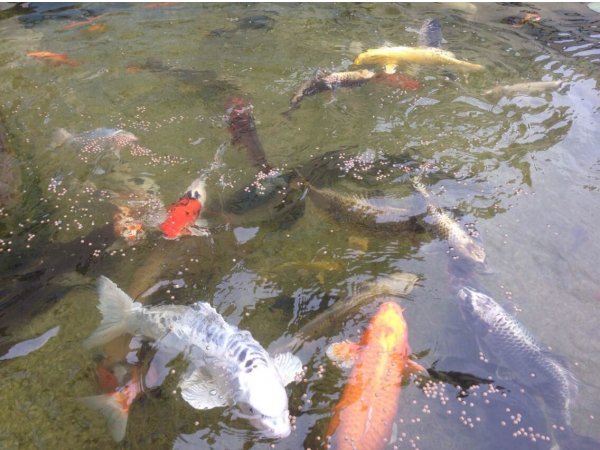 foto nr. 1 van deze Koi Overige , 