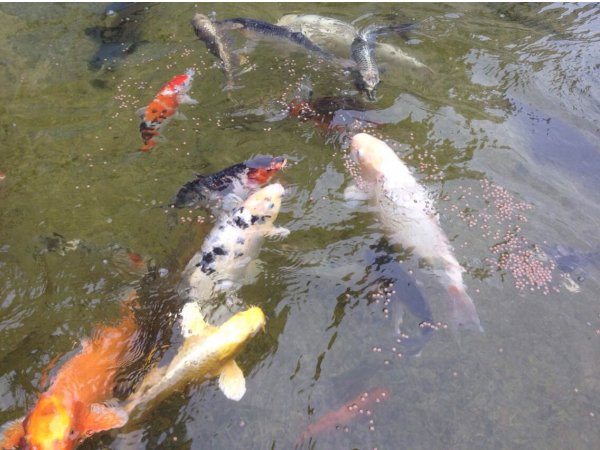 foto nr. 2 van deze Koi Overige , 