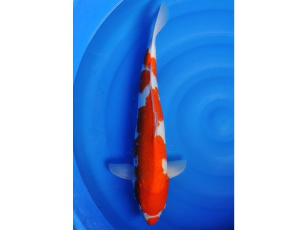 foto nr. 1 van deze Koi Overige ,