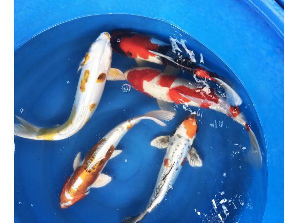 foto nr. 3 van deze Koi Overige ,