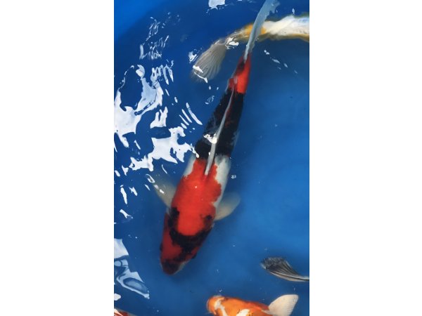 foto nr. 2 van deze Koi Overige ,