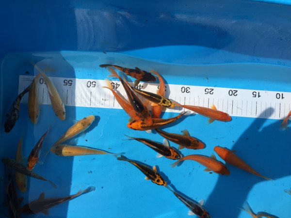 foto nr. 2 van deze Koi Tosai (1 Jarige Koi) , 