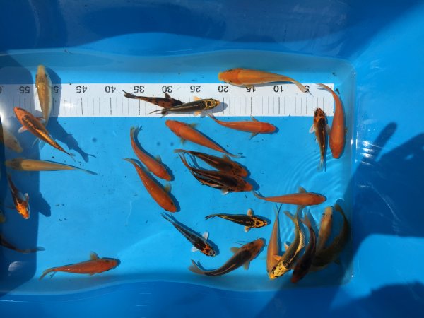 foto nr. 3 van deze Koi Tosai (1 Jarige Koi) , 