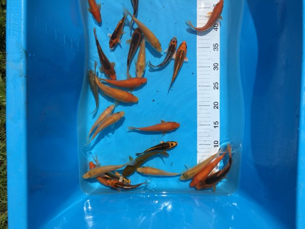 foto nr. 1 van deze Koi Tosai (1 Jarige Koi) , 