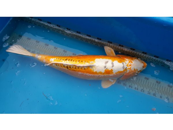 foto nr. 1 van deze Koi Overige , 