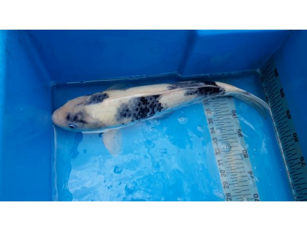 foto nr. 3 van deze Koi Overige , 