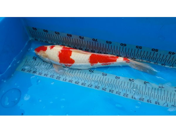 foto nr. 4 van deze Koi Overige , 