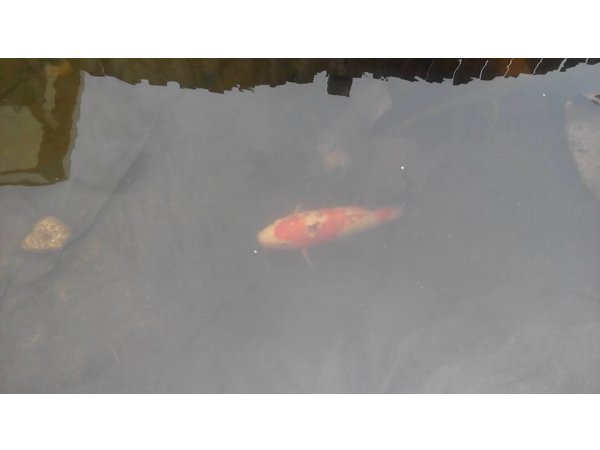 foto nr. 5 van deze Koi Overige , 