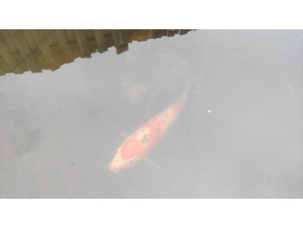 foto nr. 4 van deze Koi Overige , 