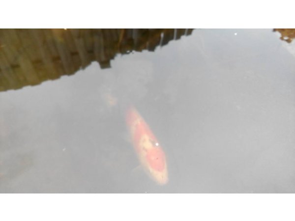 foto nr. 2 van deze Koi Overige , 