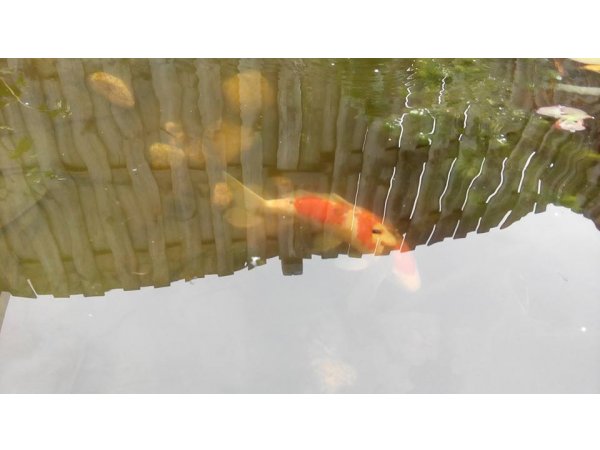 foto nr. 1 van deze Koi Overige , 