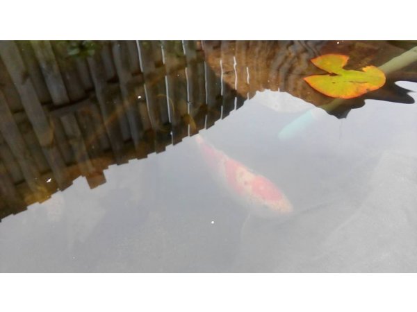 foto nr. 3 van deze Koi Overige , 