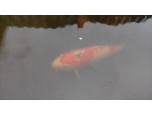 foto nr. 6 van deze Koi Overige , 