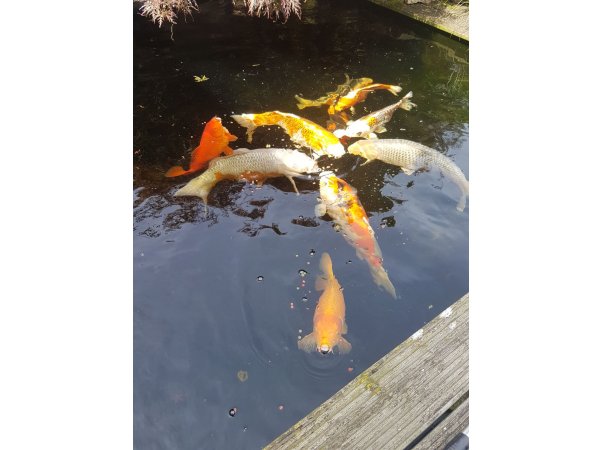 foto nr. 5 van deze Koi Overige , 