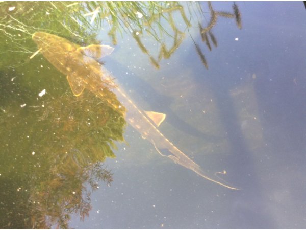 foto nr. 7 van deze Koi Overige , 