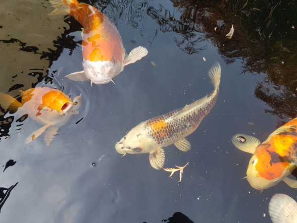 foto nr. 10 van deze Koi Overige , 