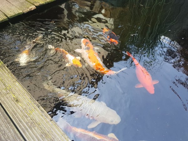 foto nr. 1 van deze Koi Overige , 