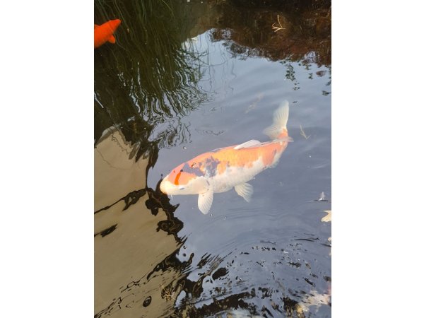 foto nr. 9 van deze Koi Overige , 
