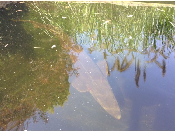 foto nr. 8 van deze Koi Overige , 